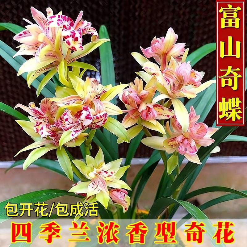 ���꿪������ɽ���2��?����ͼ��������� �����ļ�����ɽ����滨����Ũ�� 11.5Ԫ