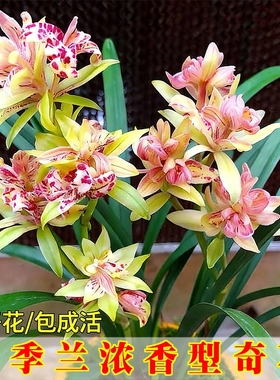 浓香四季建兰夏带花富山奇蝶兰花苗好养室内绿植花卉盆栽品种开花