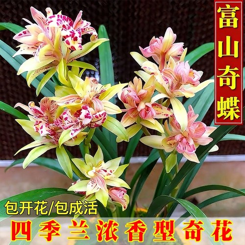 四季开花室内兰花苗|千人加购