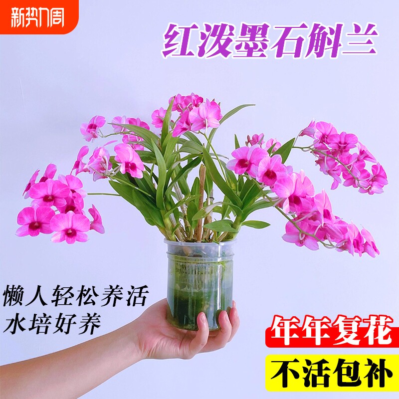 红泼墨石斛兰花苗室内水培苔藓球好养花卉绿植盆栽粉黛客厅带花