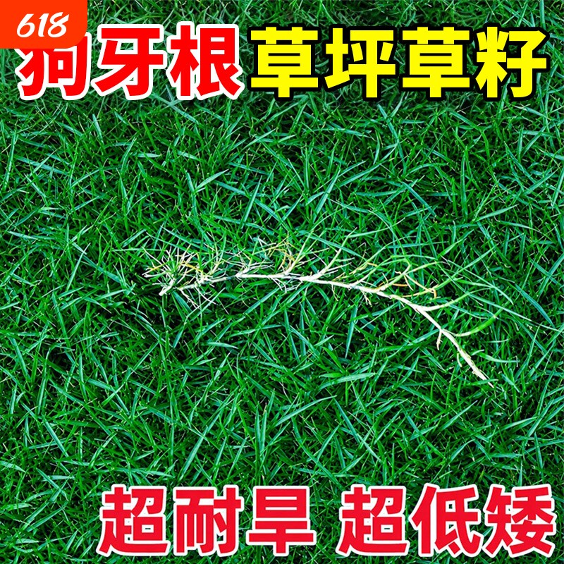 狗牙根草坪草籽四季常青耐寒耐旱绿化护坡固土带壳脱壳净籽草种子