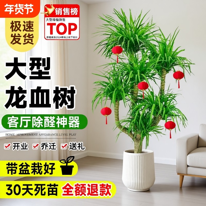 龙血树客厅绿植旺宅大型多头龙须树盆栽室内大号盆景真龙铁树植物,鲜花速递/花卉仿真/绿植园艺,大型绿植/成品组合盆栽,淘宝优惠券,粉丝福利购,淘宝优惠卷