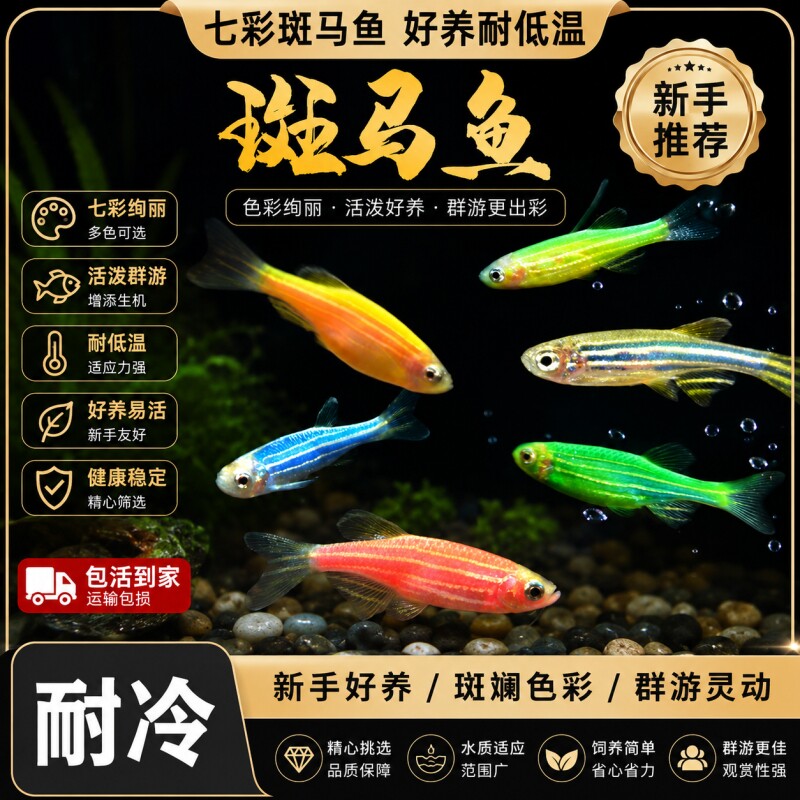 七彩糖果斑马鱼观赏鱼大号群游鱼小型热带灯科鱼淡水好养耐活特价