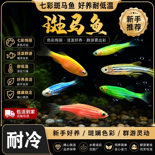 糖果斑马鱼观赏鱼热带好养耐活