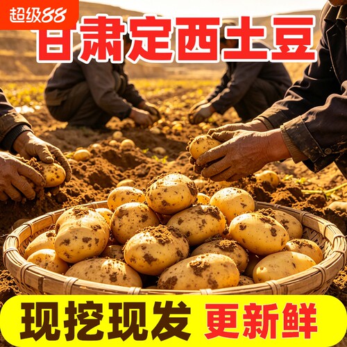 正宗甘肃定西沙面土豆新鲜黄皮黄心洋芋农家新鲜现挖小土豆马铃薯