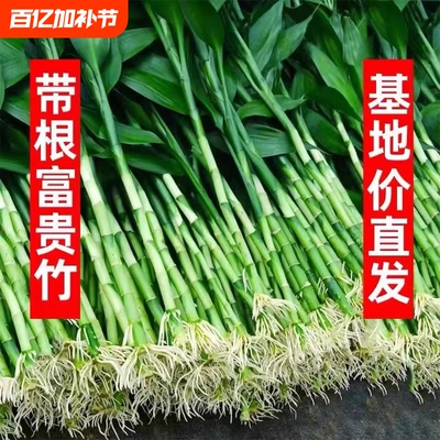 富贵竹水培植物客厅招发财竹子