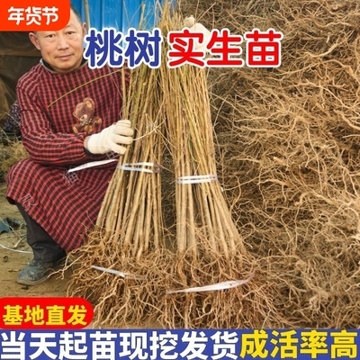 四川嫁接用桃树苗毛桃树苗桃树占地苗果树苗山桃砧木实生苗小苗