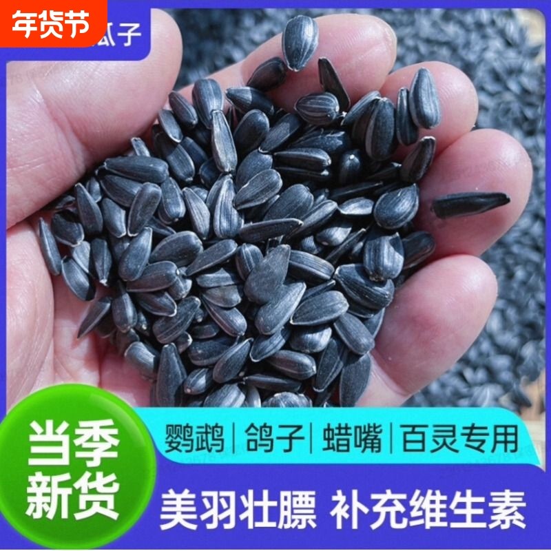 油葵花籽瓜子油葵子新上生小瓜子葵花子油葵鸟食鹦鹉仓鼠零食鸽粮