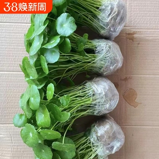 金钱草大叶铜钱草水培植物室内好养鱼缸水草专用水养花卉绿植盆栽