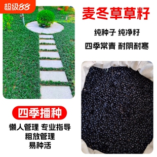 麦冬草草籽玉龙草日本矮麦冬草种籽细叶四季青麦冬籽庭院绿化种子