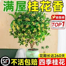 桂花树苗四季桂盆栽开花室内阳台庭院浓香型花卉植物客厅金桂花期