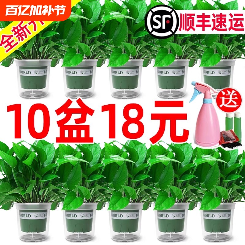 绿萝盆栽办公室内客厅大花盆吸除甲醛绿箩植物新房搬家好养活四季