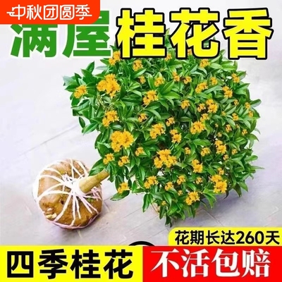四季桂盆栽浓香型|超1000次加购