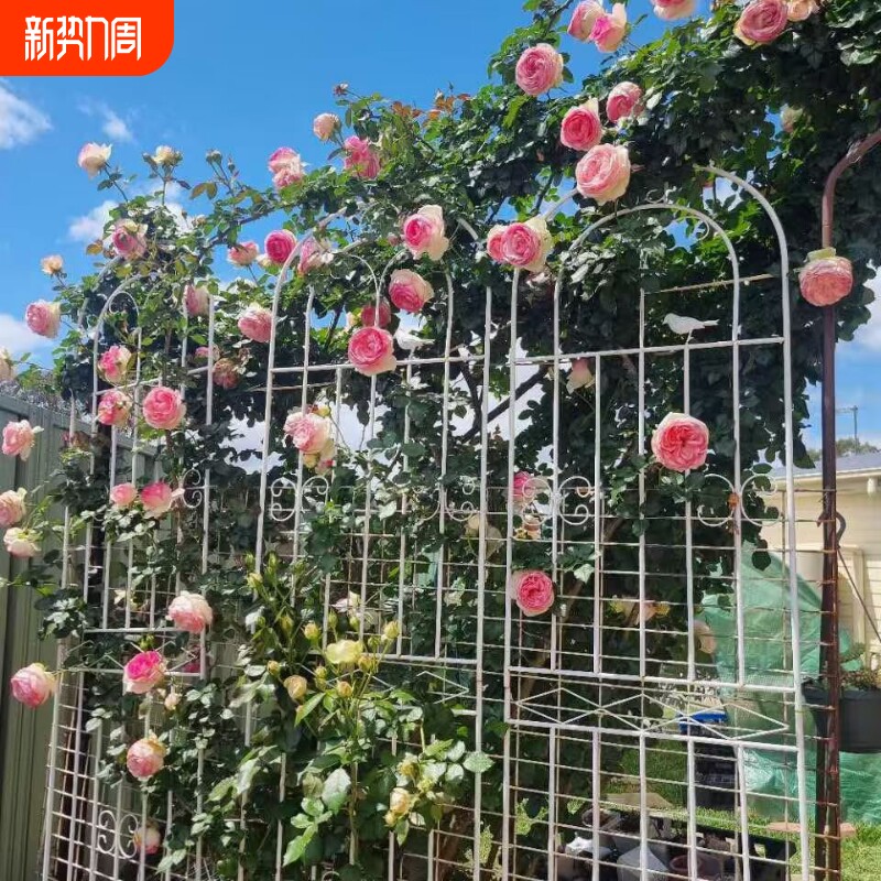 铁线莲绿萝植物攀爬架户外庭院网格铁艺花架爬藤架花园月季花支架