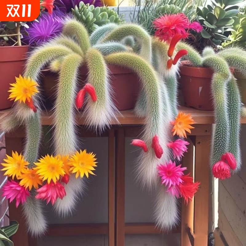 九尾狐长毛多肉软毛盆栽猴尾柱植物尾巴开花垂吊室内办公室好养