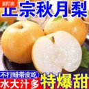 正宗山东秋月梨脆甜多汁新鲜当季 水果现发整箱 农家自种梨子应季