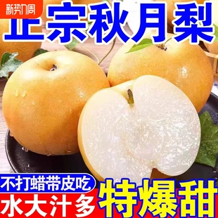正宗山东秋月梨脆甜多汁新鲜当季 水果现发整箱 农家自种梨子应季