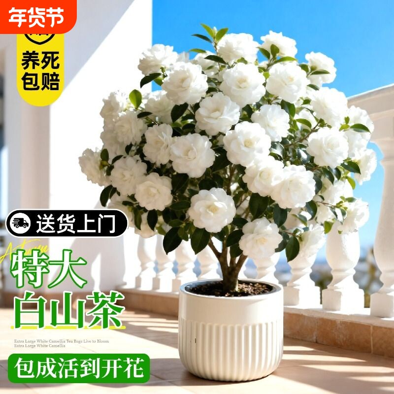 白色山茶花东方亮香妃盆栽带花苞室内桌面开花南北方好养绿植花卉