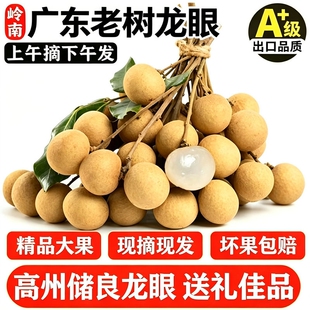 现货广东储良龙眼大果新鲜石硖龙眼水果当季高州桂圆整箱顺丰包邮