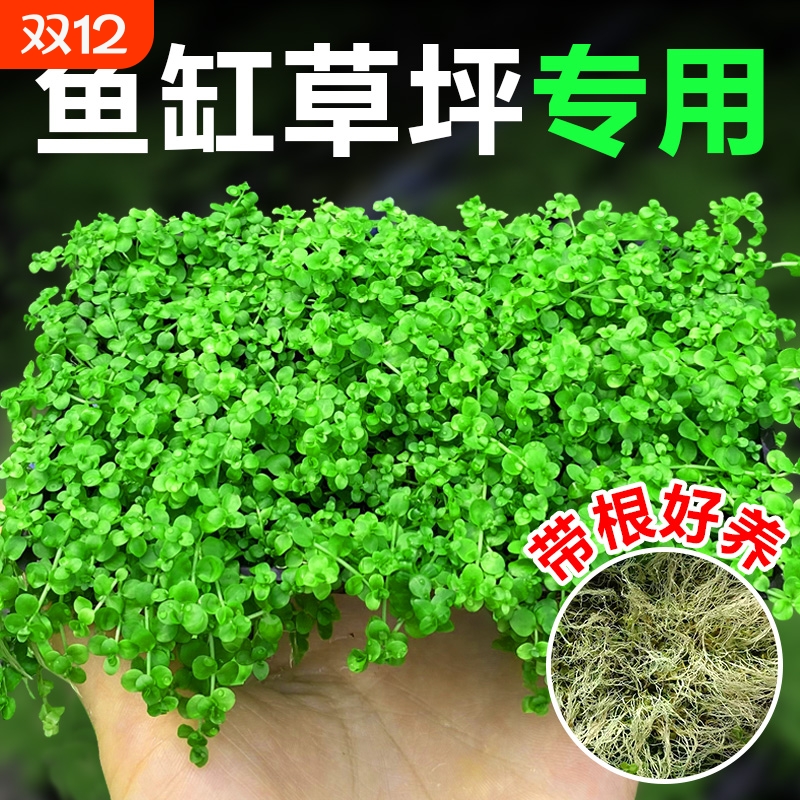 爬地矮珍珠水草鱼缸造景草坪专用