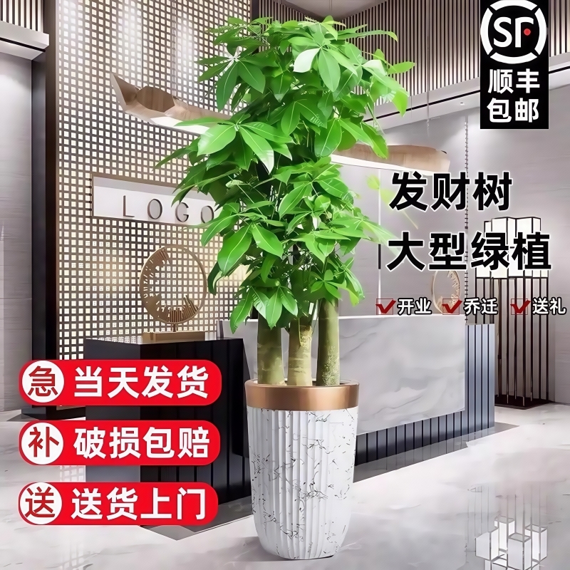 发财树客厅大盆栽室内植物绿植落地大号树木开业送礼步步高招财树