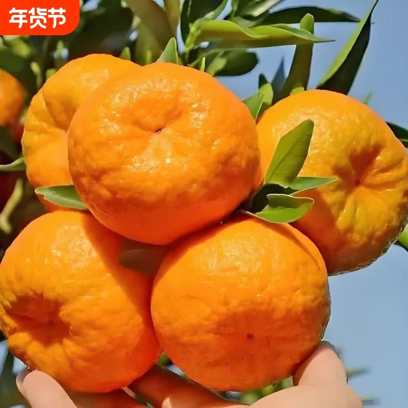 湘西新鲜碰柑新鲜椪柑当季水果现摘芦柑甜蜜多汁纯天然柑橘整箱,水产肉类/新鲜蔬果/熟食,桔子,淘宝优惠券,粉丝福利购,淘宝优惠卷