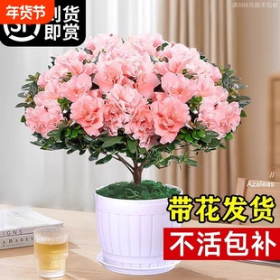 杜鹃花盆栽花卉植物室内四季开花茉莉带花苞栀子花绿植九里香好养