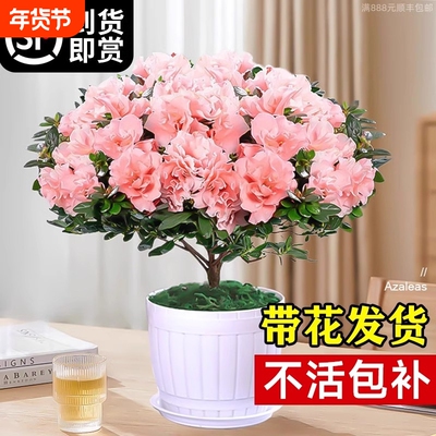 杜鹃花盆栽花卉植物室内四季开花茉莉带花苞栀子花绿植九里香好养