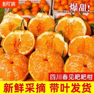 春见耙耙柑正宗四川眉山粑粑柑当季 新鲜水果孕妇净重丑甜橘子橙子