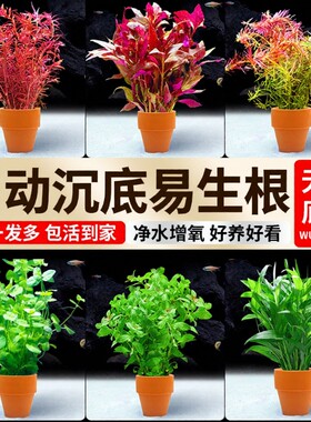 新手小花盆水草鱼缸专用造景植物