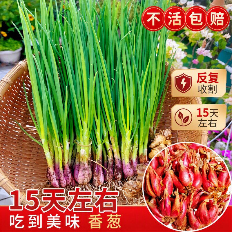 四季小香葱葱香葱头多年生种子蔬菜种植四川葱苗火葱红葱头适合