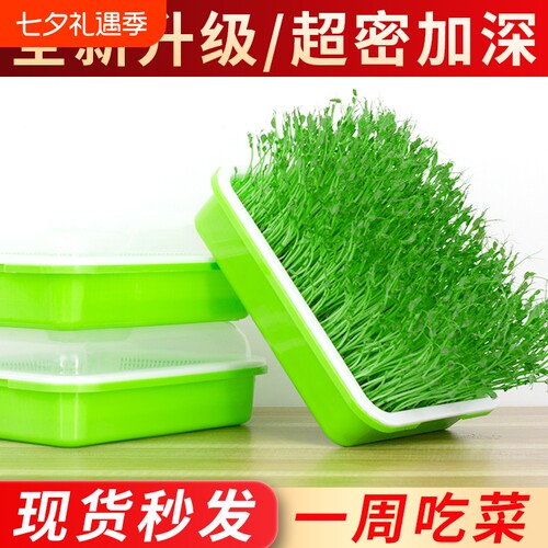 豆芽豌豆苗水培设备无土栽培蔬菜
