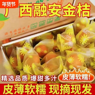 【融安滑皮金桔】正宗广西脆皮小金桔 新鲜水果 纯甜应季橘子整箱