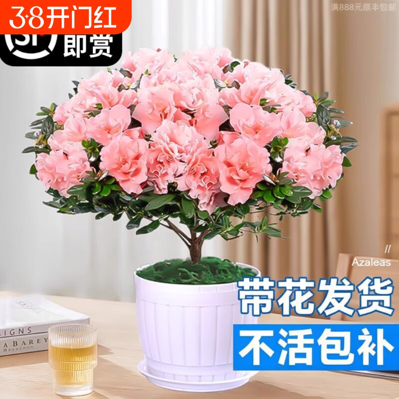 杜鹃花盆栽花卉植物室内四季开花茉莉带花苞栀子花绿植九里香好养