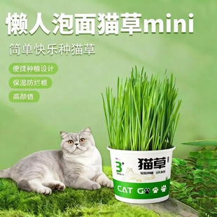 懒人泡面猫草盆栽猫草种子无土水培天然种植化毛磨牙洁齿猫咪零食