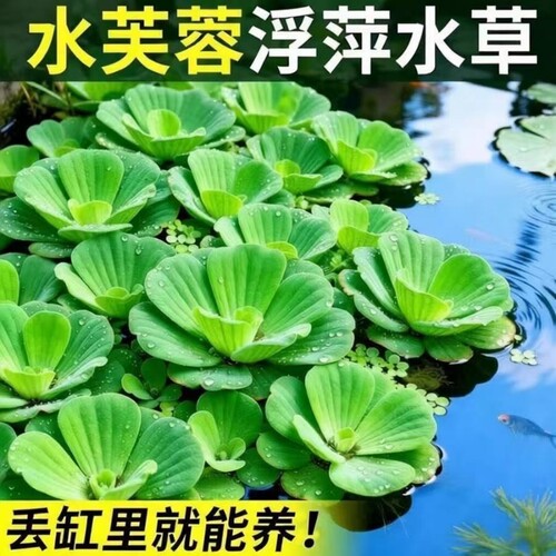 水芙蓉浮萍水草鱼缸龟缸造景装饰