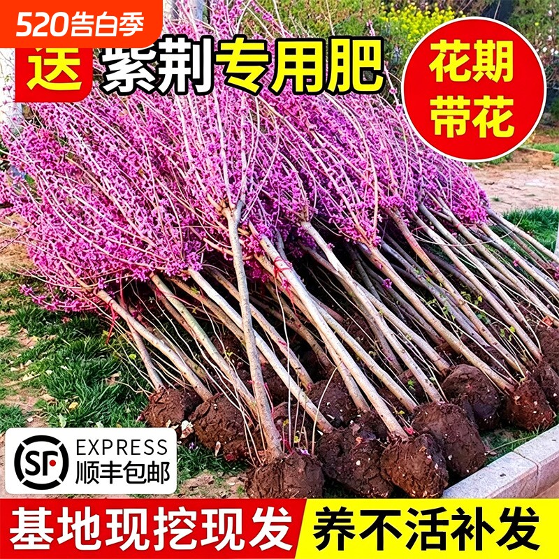 紫荆花树苗丛生四季好养绿化园林风景室外花卉紫金植物庭院大树苗