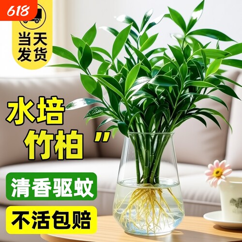 竹柏水培植物室内水养富贵竹绿植花卉盆栽办公室四季常青客厅驱蚊