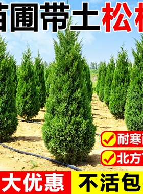 松柏树树苗龙柏桧塔柏庭院绿化行道树坟地墓前树四季常青耐寒种植