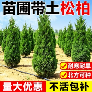 松柏树树苗龙柏桧塔柏庭院绿化行道树坟地墓前树四季常青乔木耐寒