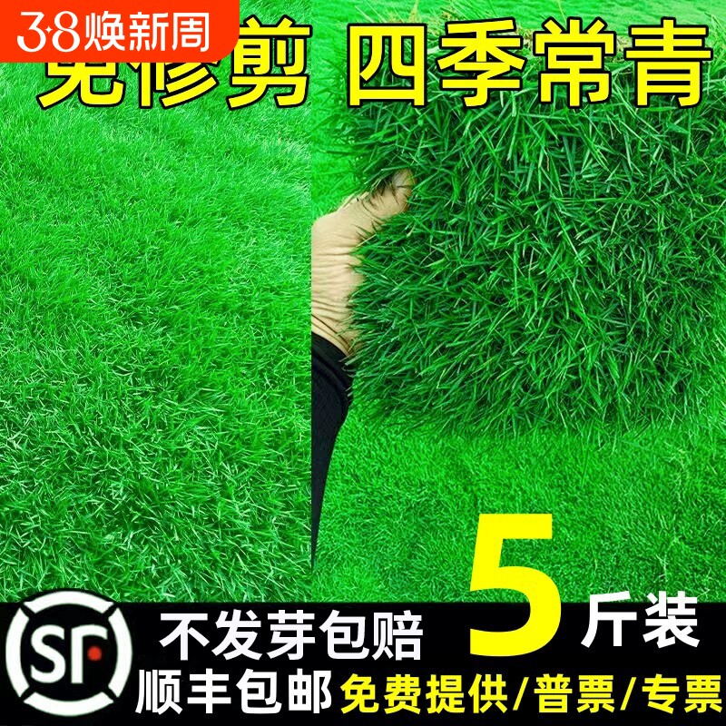 草坪草籽种子四季常青护坡狗牙根地毯草马尼拉种庭院绿化黑麦草皮