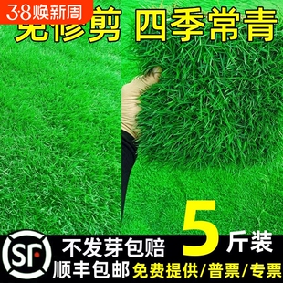 草坪草籽种子四季常青护坡狗牙根地毯草马尼拉种庭院绿化黑麦草皮