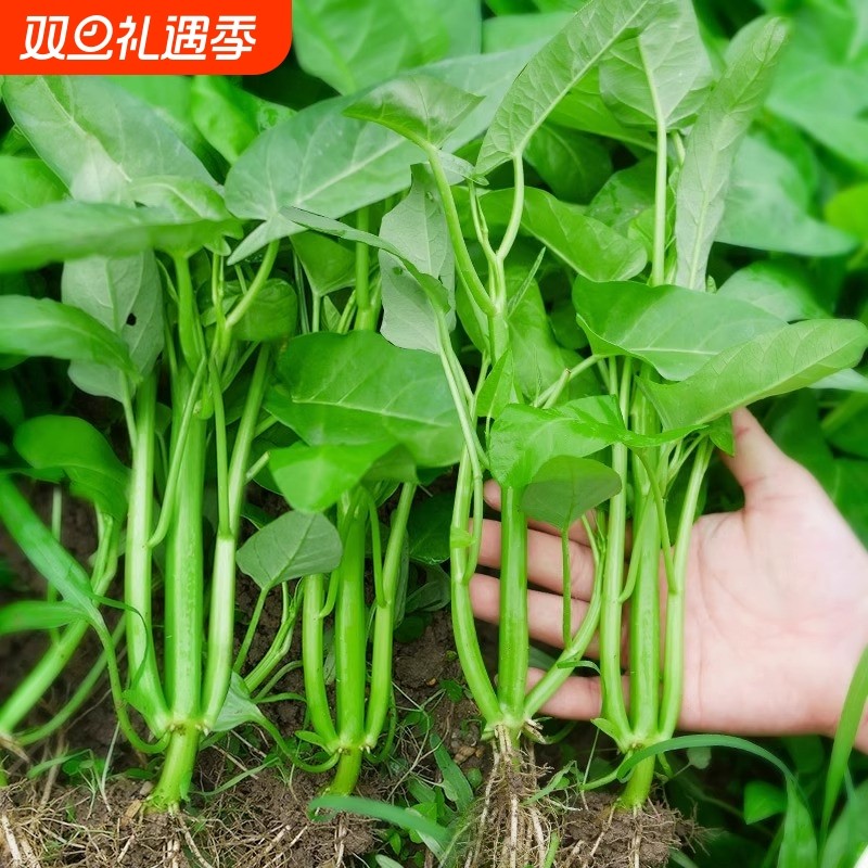 高产三叉空心菜秧苗四季盆栽白梗柳叶空心菜种子多茬采收蔬菜苗