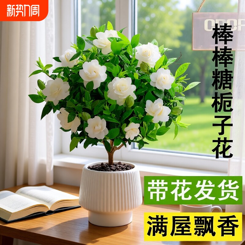 棒棒糖栀子花盆栽花卉绿植独杆四季开花大叶带花苞阳台浓香型植物