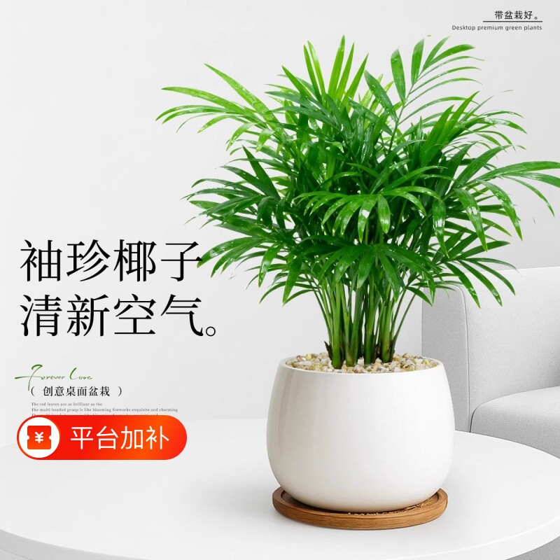 袖珍椰子小盆栽办公室内绿植花卉客厅桌面植物富贵招财好养四季青