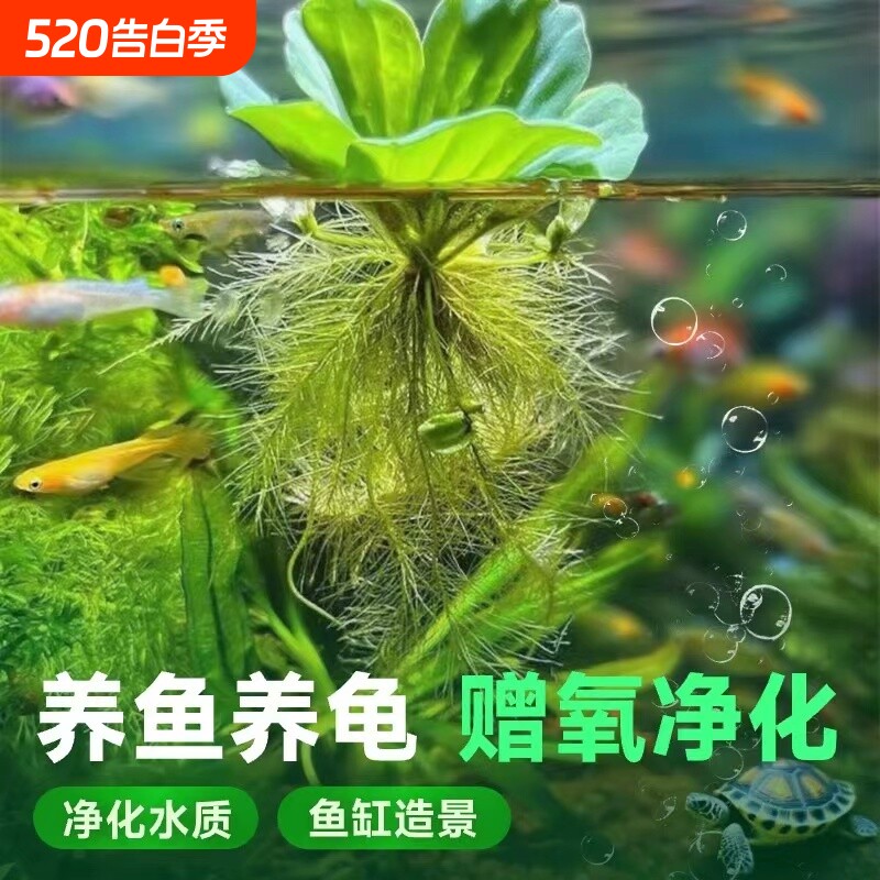 鱼缸造景水培绿植浮萍水草植物漂浮躲避增氧净化水质海缸螃蟹大型