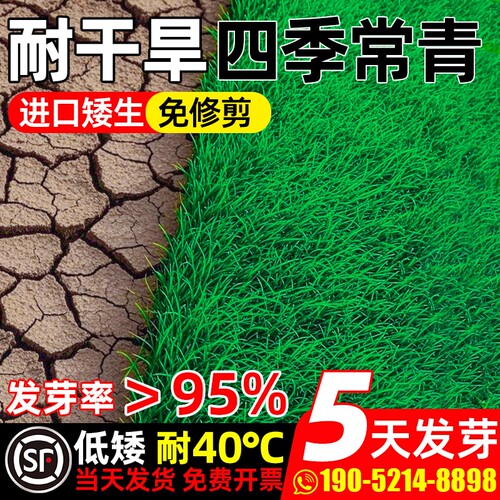 草坪草籽四季常青护坡固土狗牙根庭院地毯草高羊茅绿化黑麦草种子