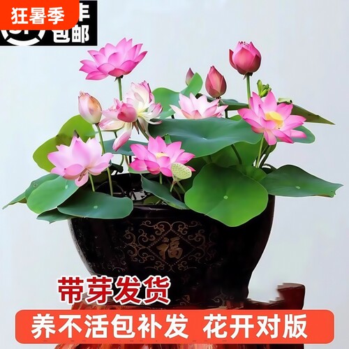 观赏荷花藕种盆栽水养莲花缸栽莲藕苗鱼池塘植物碗莲睡莲水培带花