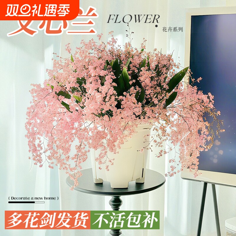 文心兰盆栽带花苞香水梦香兰花卉四季耐寒客厅室内阳台好养活庭院