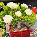 吸财树大老桩多肉又名筒叶花月盆栽 趣味观叶型植物玉树卷马蹄角